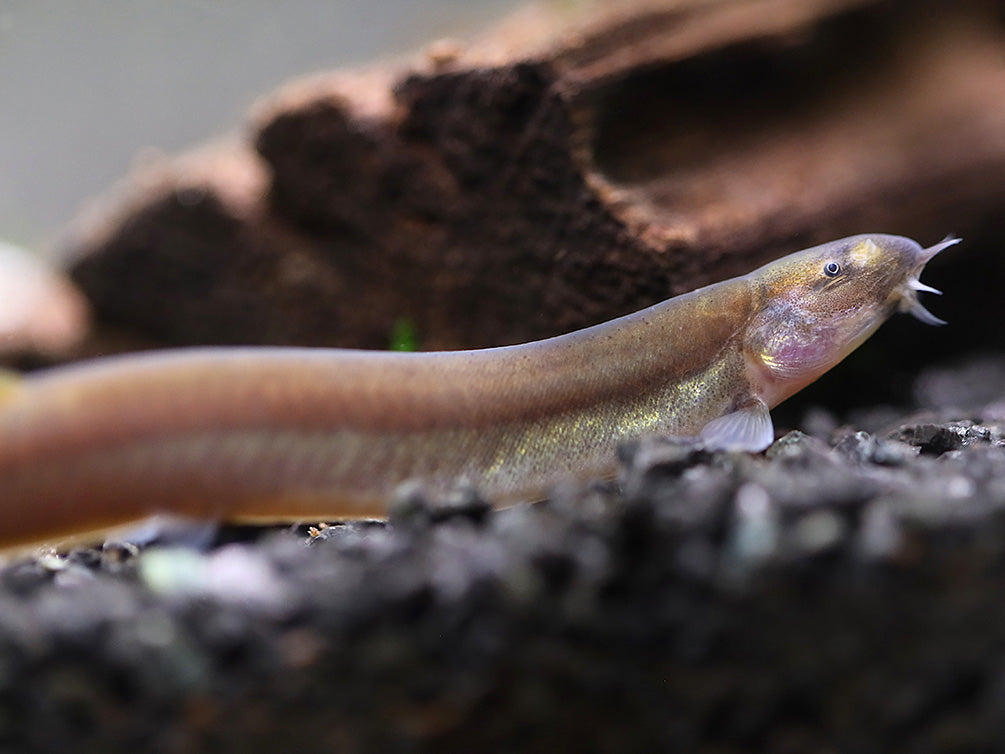 Black Kuhli Loach (Pangio oblonga) – Tank Bred - School of 3