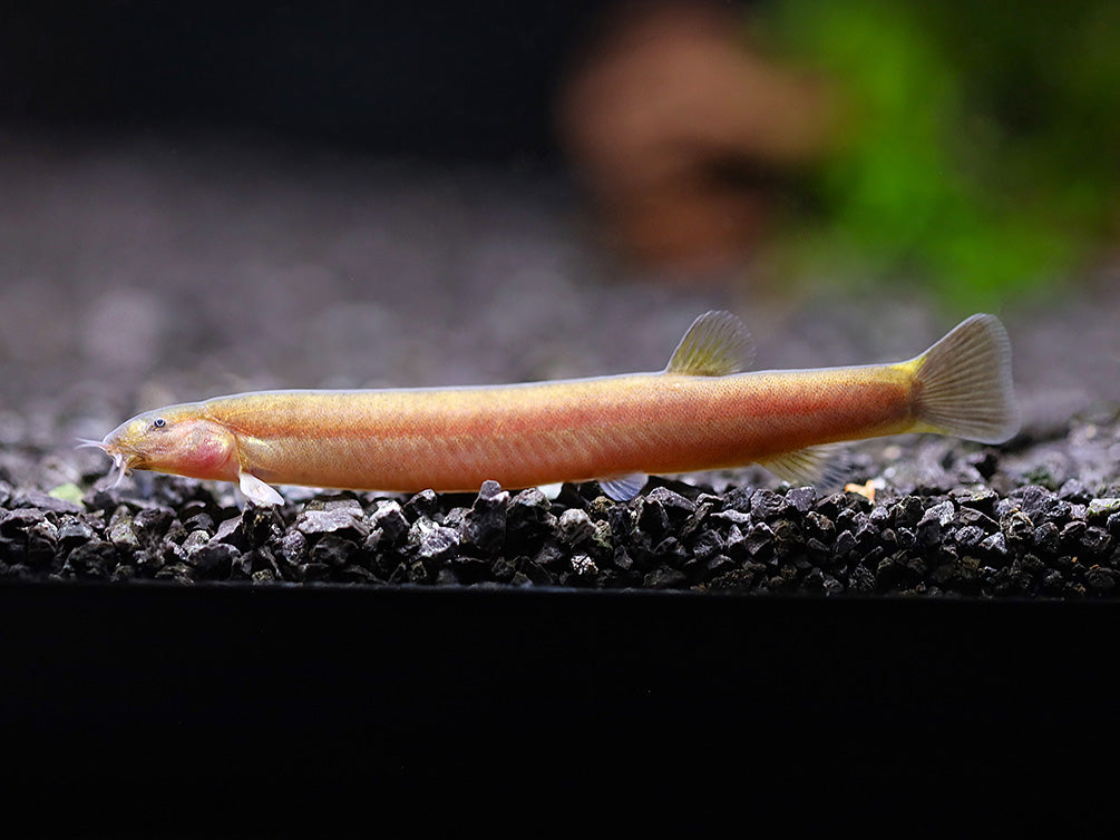 Black Java Loach Black Kuhli Loach (Pangio oblonga) Tank Bred | Buy Live Freshwater ...