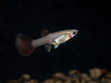 Black Metal Snakeskin Guppy (Poecilia reticulata), Locally-Bred