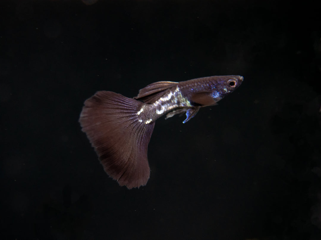 Black Metal Snakeskin Guppy (Poecilia reticulata), Locally-Bred