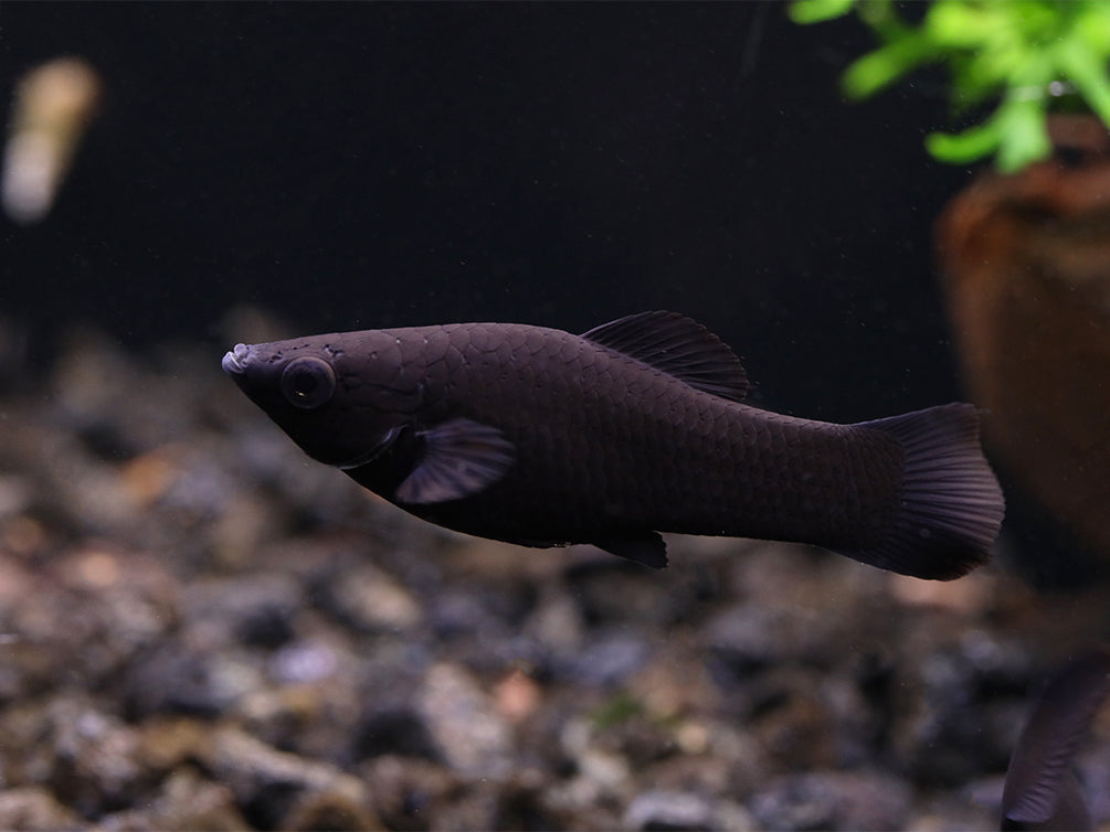 Black Molly (Poecilia latipinna) - Locally Bred