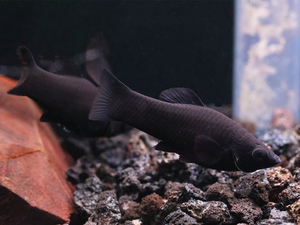 Black Molly (Poecilia latipinna) - Locally Bred