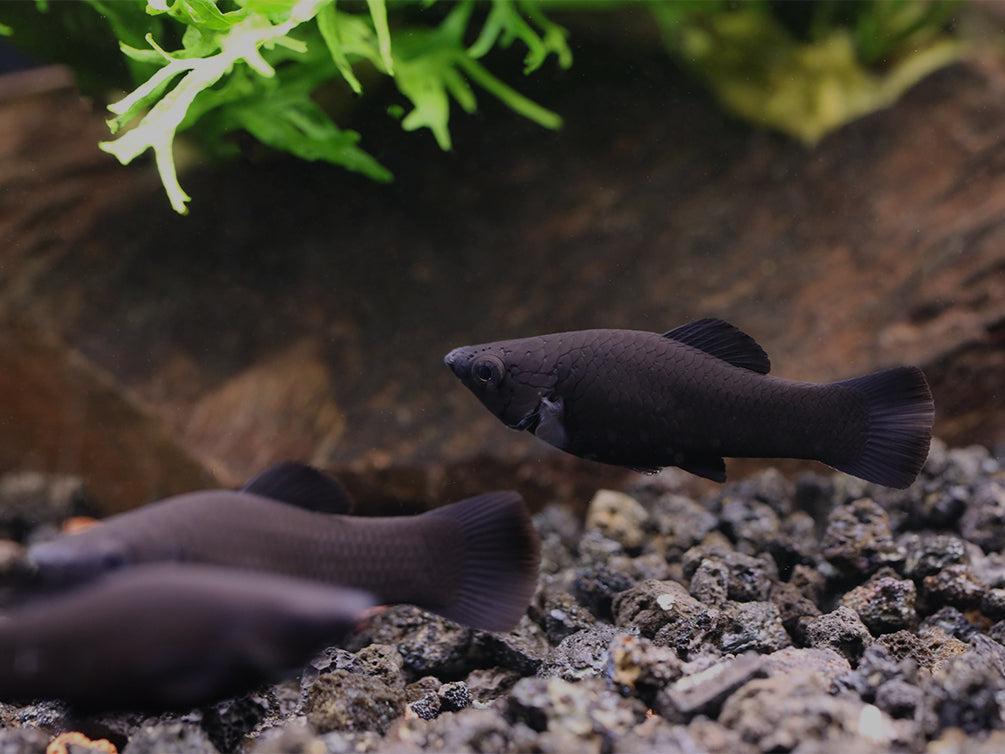 Black Molly (Poecilia latipinna) - Locally Bred