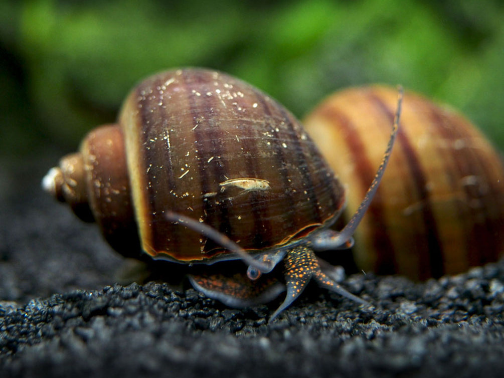 Black Mystery Snail Breeder Combo Box