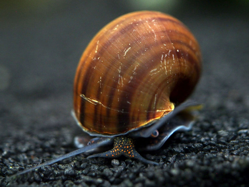 Black Mystery Snails (Pomacea bridgesii) - Tank-Bred!