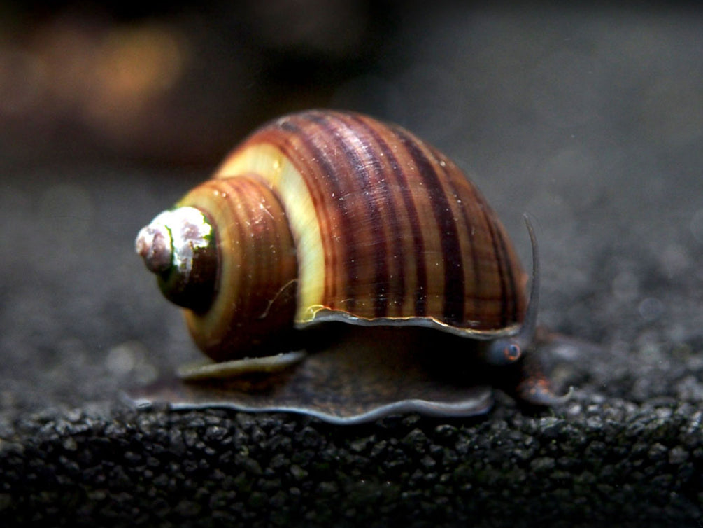 Black Mystery snail on black rock