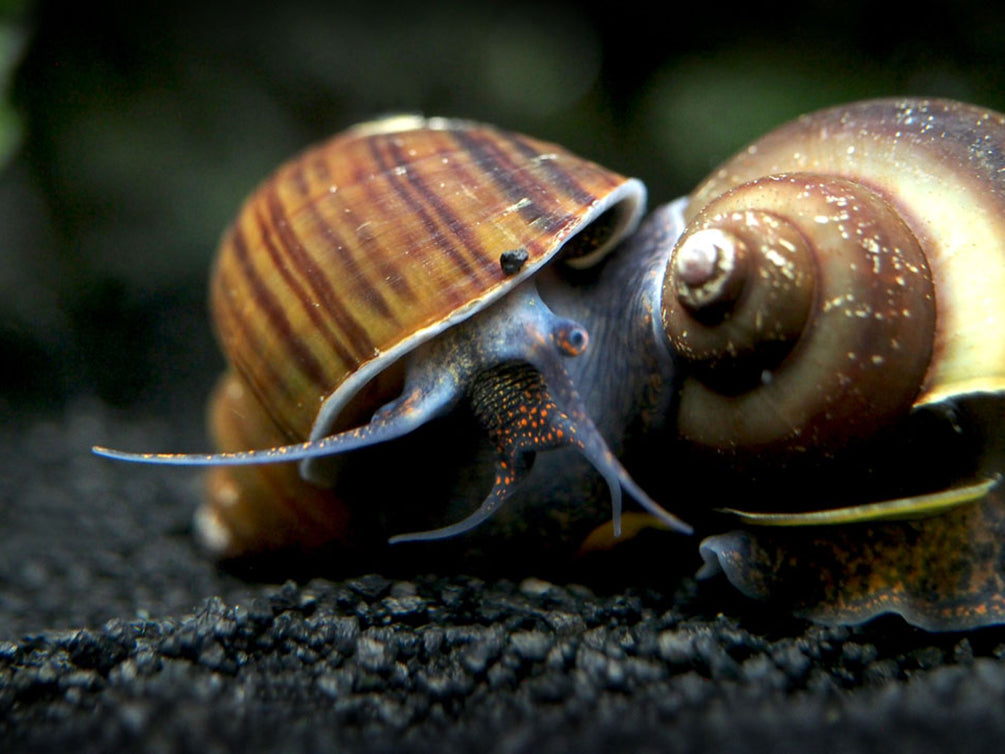 Black Mystery Snails (Pomacea bridgesii) - Tank-Bred!