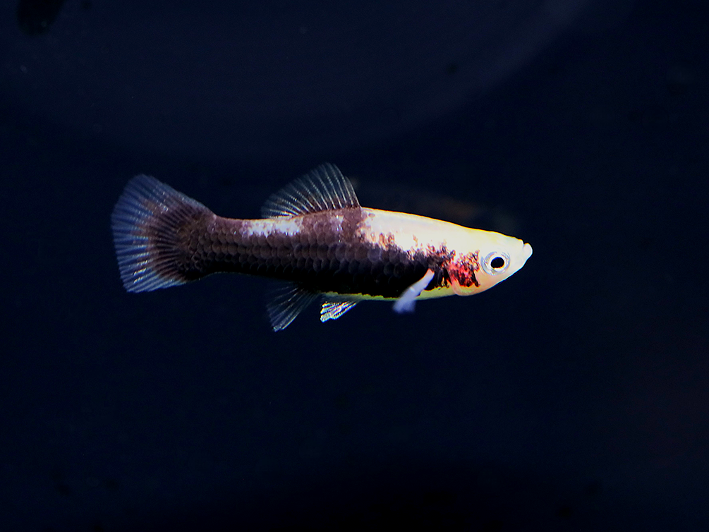 Tiger Swordtail (Xiphophorus hellerii) – Tank Bred