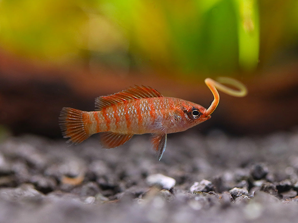 Live Blackworms (Lumbriculus variegatus)