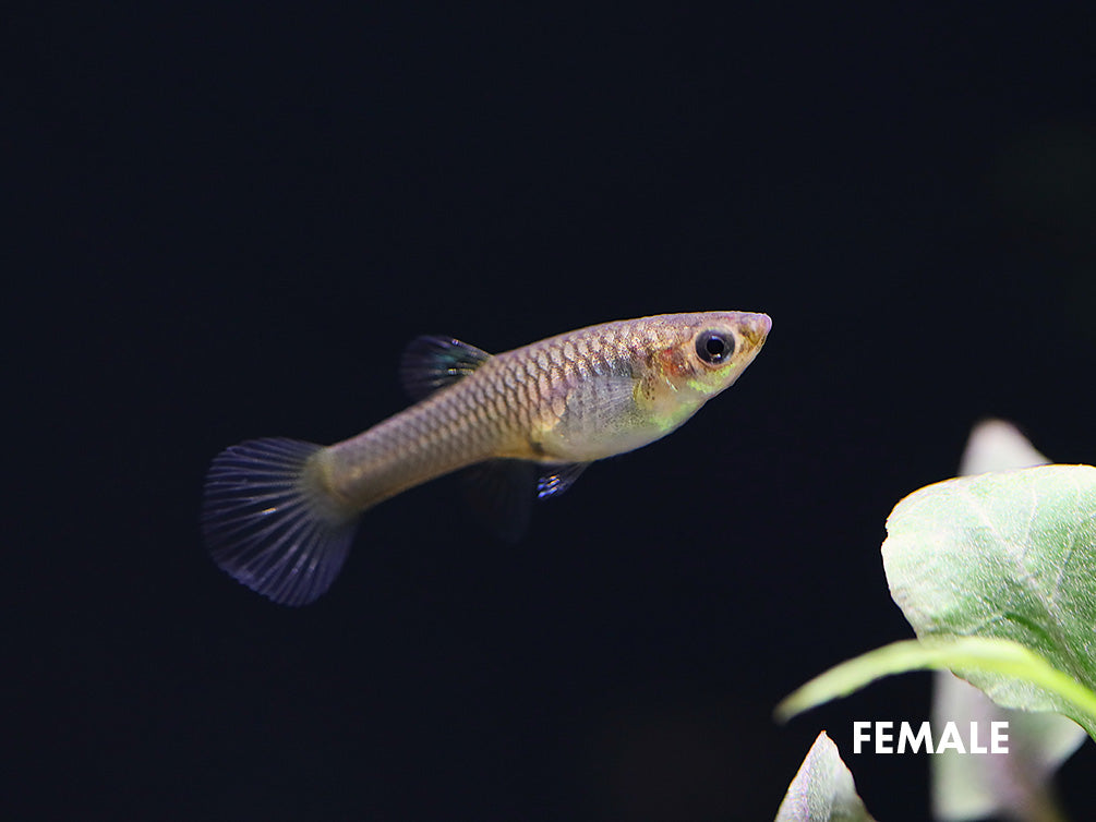 Black Bar Endler’s Livebearer (Poecilia wingei), Tank-Bred