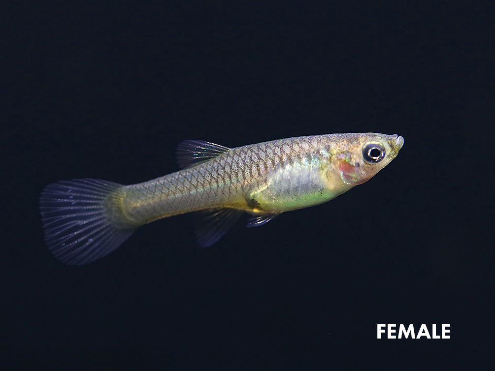 Black Bar Endler’s Livebearer (Poecilia wingei), Tank-Bred