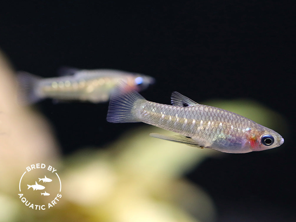 Black Chin Livebearer (Poeciliopsis prolifica) – Bred by Aquatic Arts