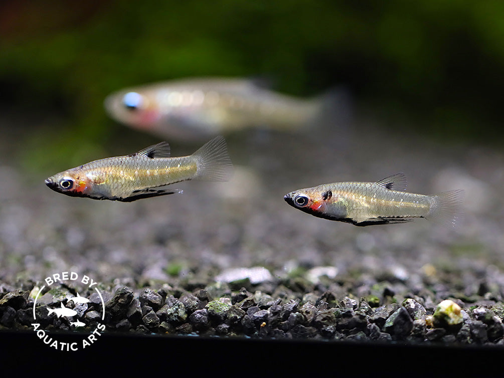 Black Chin Livebearer (Poeciliopsis prolifica) – Bred by Aquatic Arts