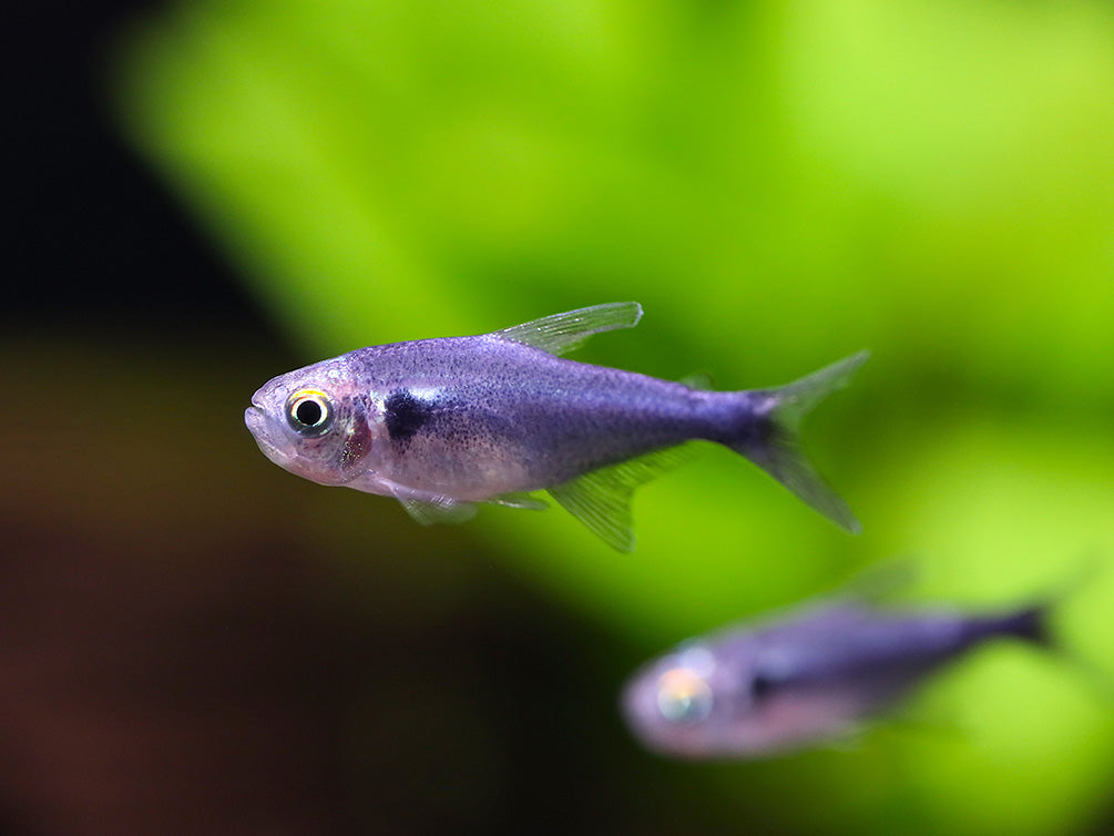 Black Diamond Neon Tetra (Paracheirodon innesi var. "Black Diamond") - Tank-Bred!