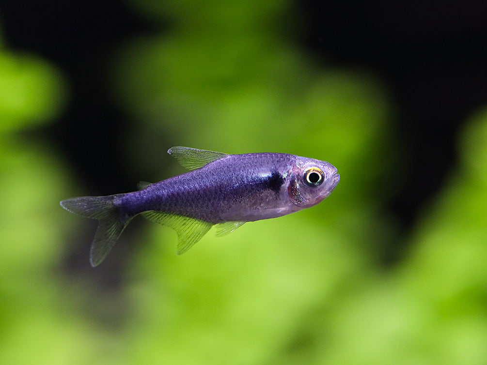 Black Diamond Neon Tetra (Paracheirodon innesi var. "Black Diamond") - Tank-Bred!