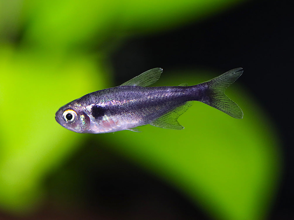 Black Diamond Neon Tetra (Paracheirodon innesi var. "Black Diamond") - Tank-Bred!