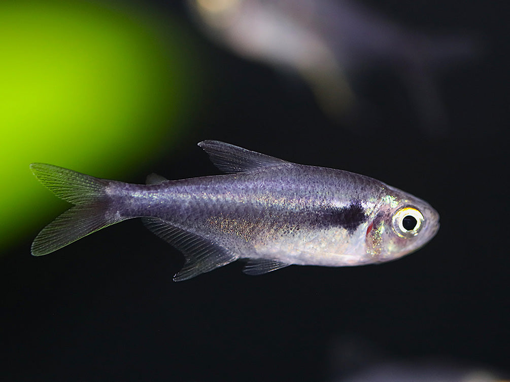 Black Diamond Neon Tetra (Paracheirodon innesi var. "Black Diamond") - Tank-Bred!