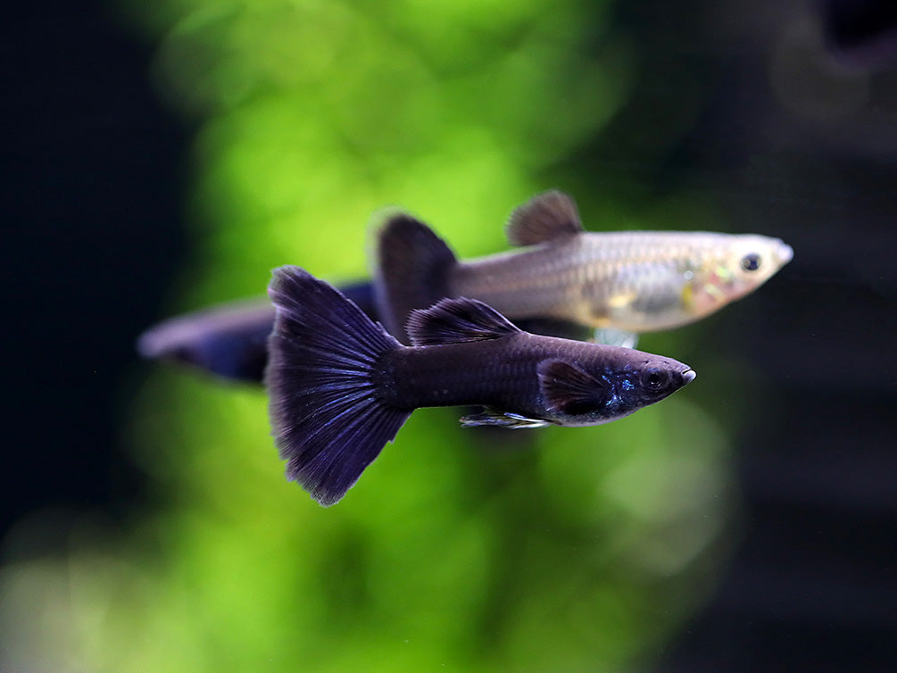 Black Moscow Guppy (Poecilia reticulata var. “Black Moscow”), Tank-Bred!