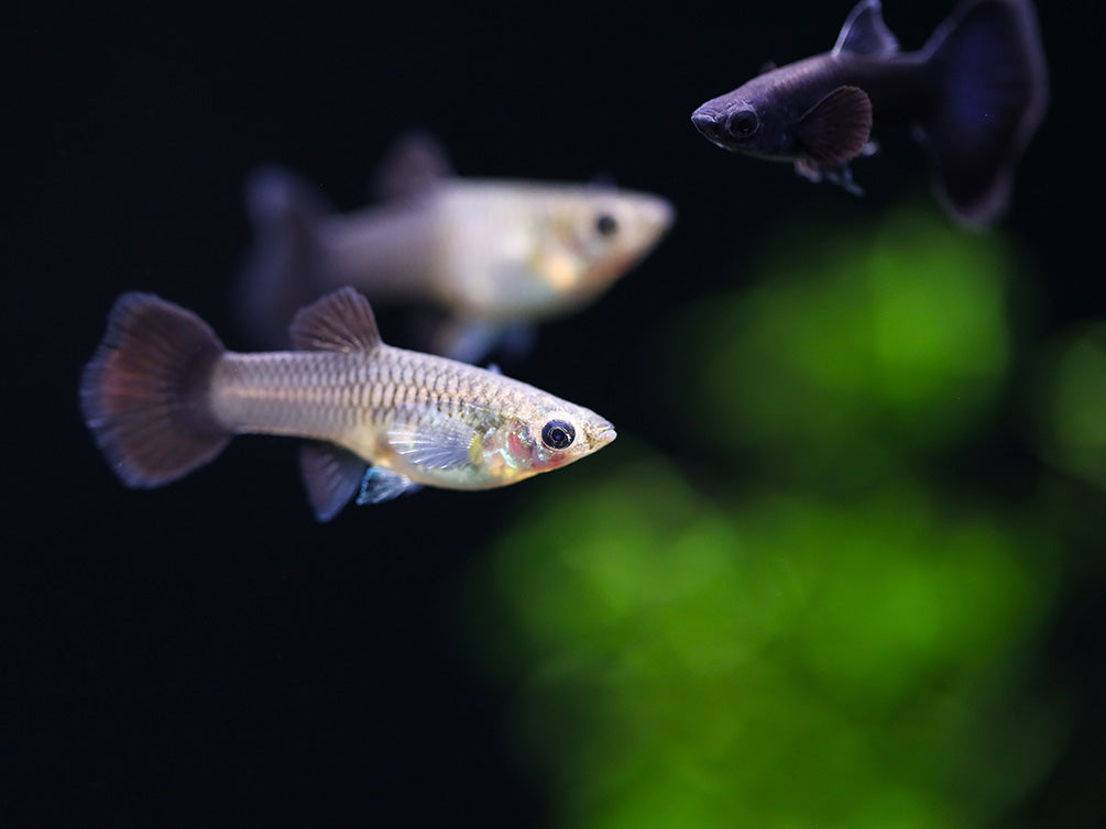 Black Moscow Guppy (Poecilia reticulata var. “Black Moscow”), Tank-Bred!