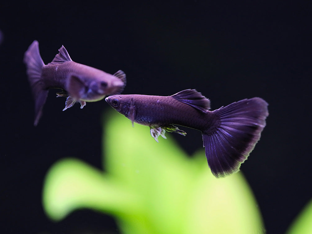 Black Moscow Guppy (Poecilia reticulata var. “Black Moscow”), Tank-Bred!