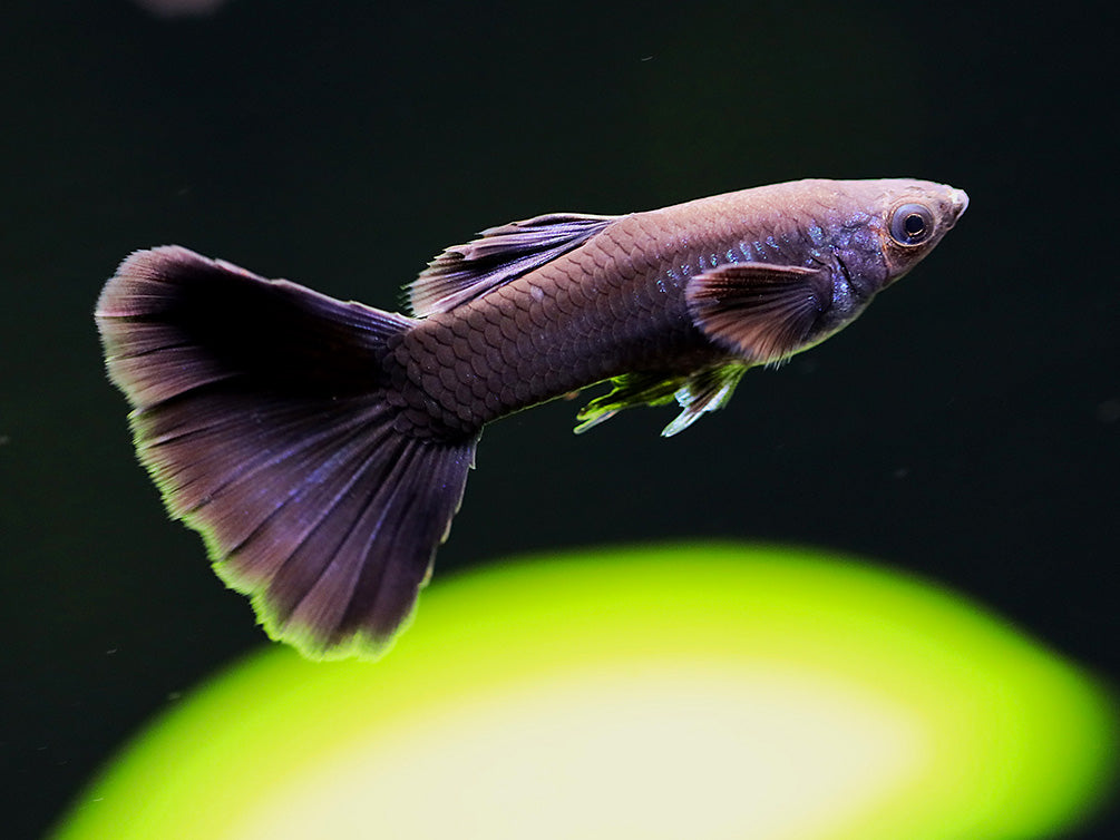 Black Moscow Guppy (Poecilia reticulata var. “Black Moscow”), Tank-Bred!