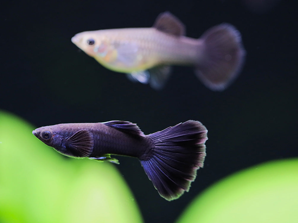 Black Moscow Guppy (Poecilia reticulata var. “Black Moscow”), Tank-Bred!