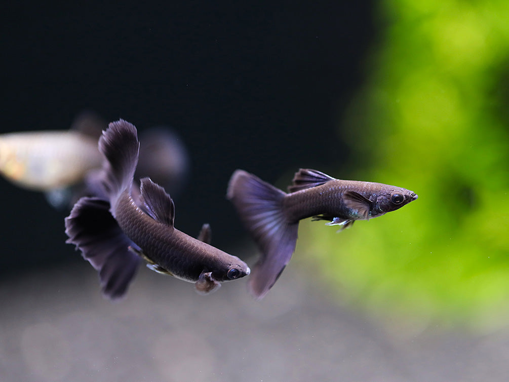 Black Moscow Guppy (Poecilia reticulata var. “Black Moscow”), Tank-Bred!