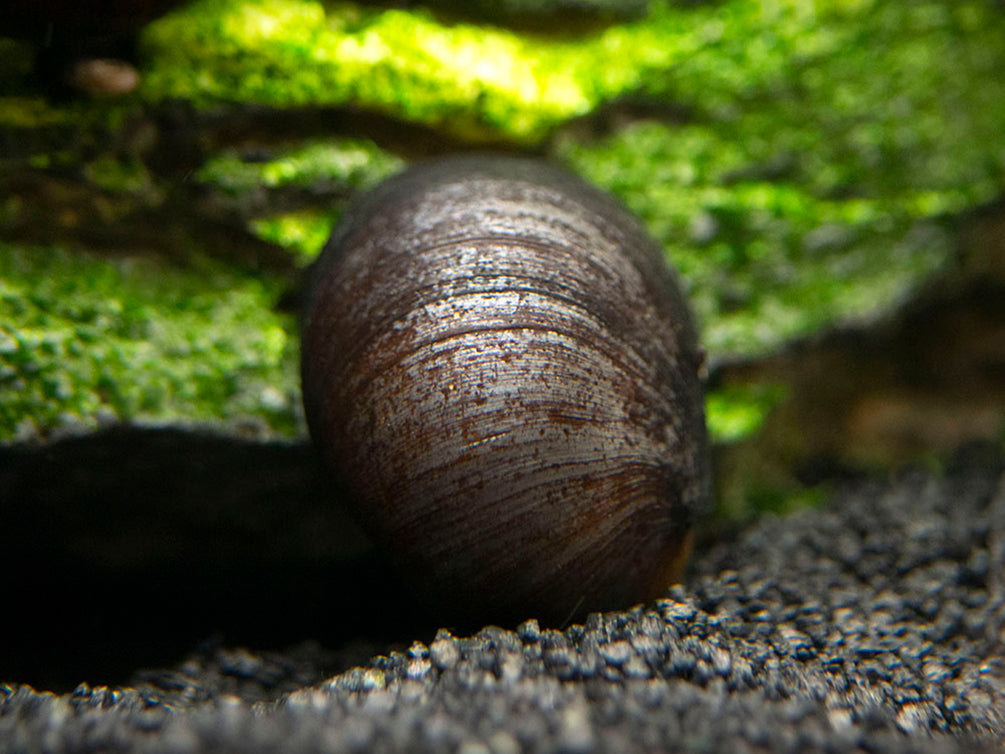 Black Racer Nerite Snails - Aquatic Arts