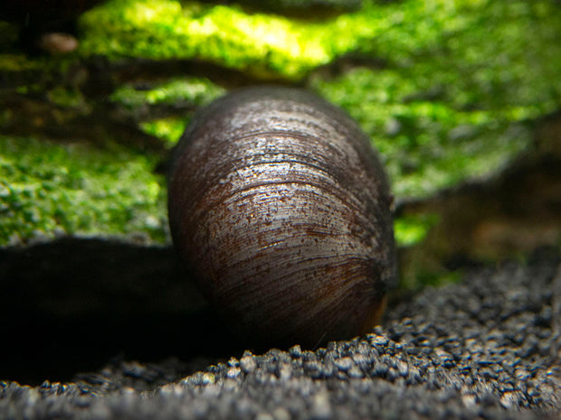 Black Racer AKA Military Nerite Snails (Neritina pulligera)