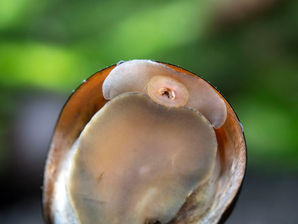 Black Racer AKA Military Nerite Snails (Neritina pulligera)