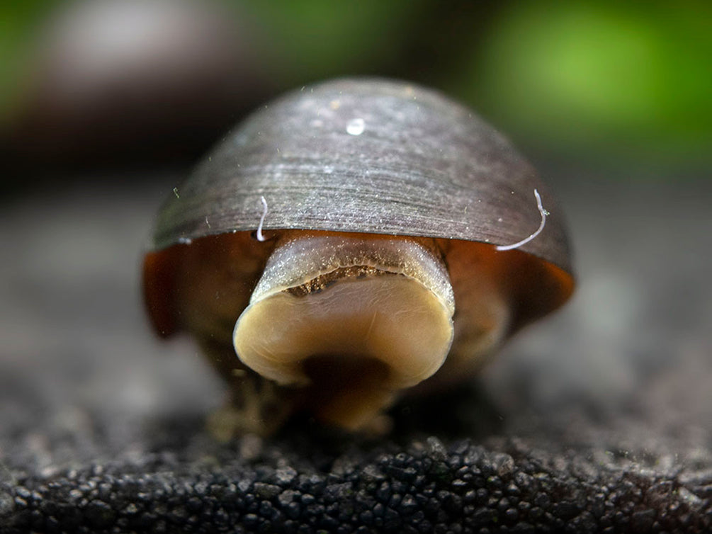 Black Racer AKA Military Nerite Snails (Neritina pulligera)