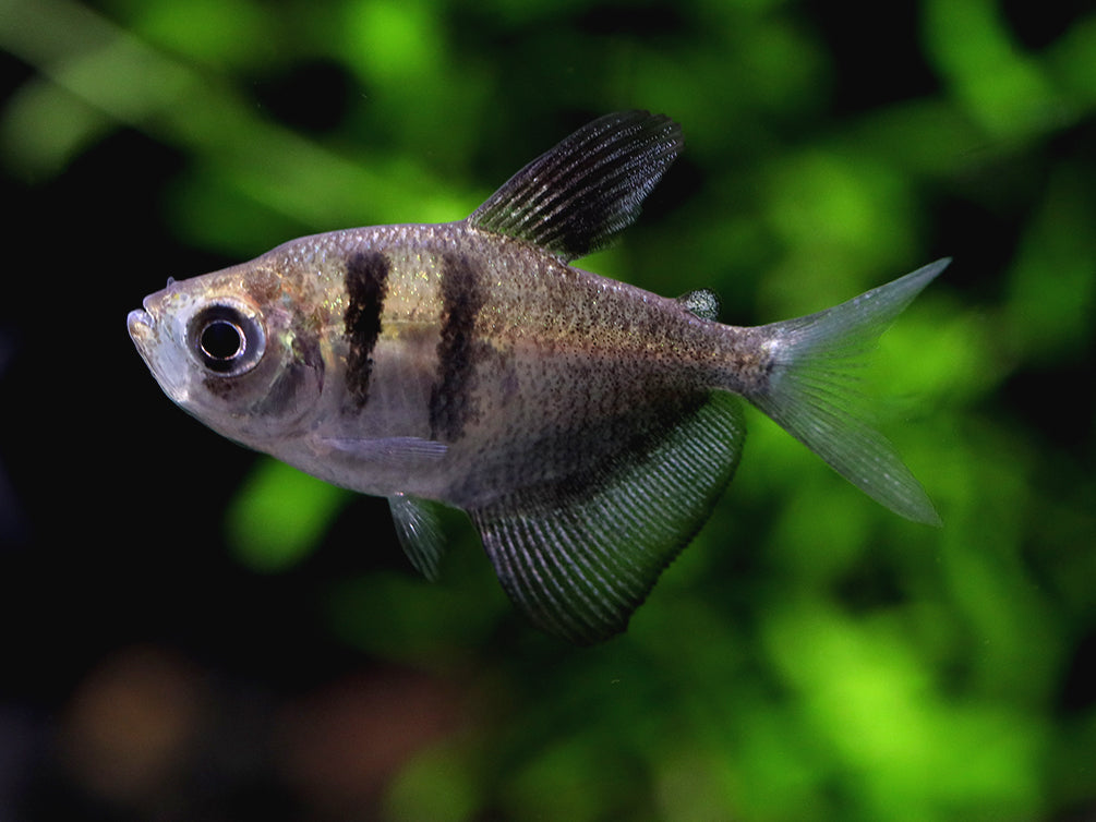 Black Skirt AKA Black Widow Tetra (Gymnocorymbus ternetzi), Tank Bred