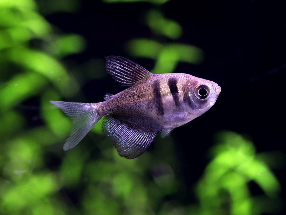 Black Skirt AKA Black Widow Tetra (Gymnocorymbus ternetzi), Tank Bred