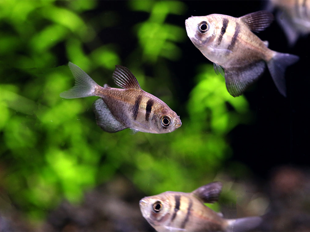 Black Skirt AKA Black Widow Tetra (Gymnocorymbus ternetzi), Tank Bred