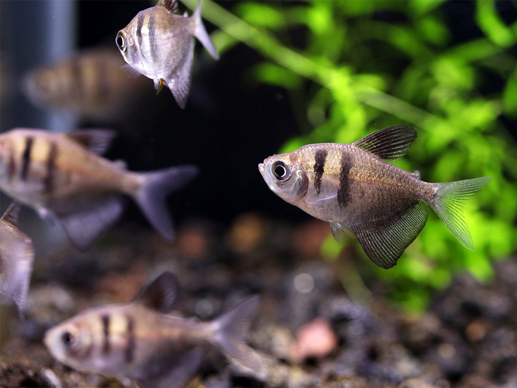 Long Finned Black Skirt AKA Black Widow Tetra (Gymnocorymbus ternetzi), Tank Bred