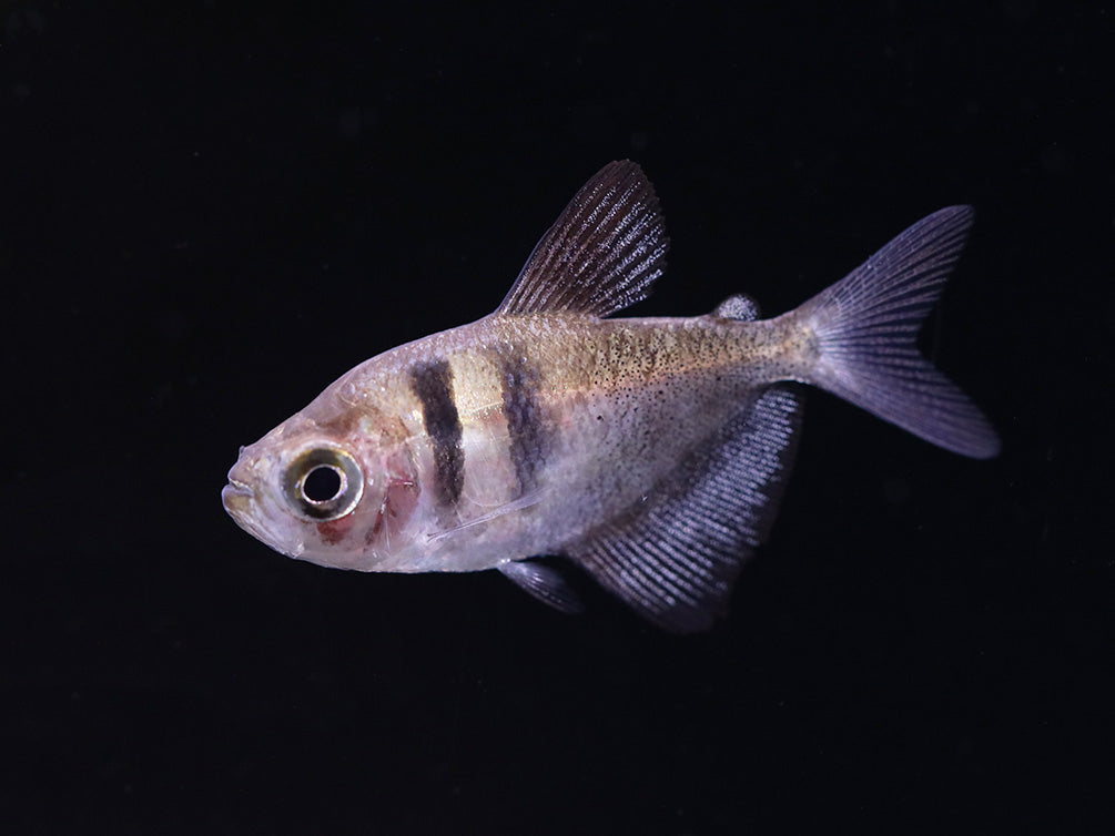 Black Skirt AKA Black Widow Tetra (Gymnocorymbus ternetzi), Tank Bred