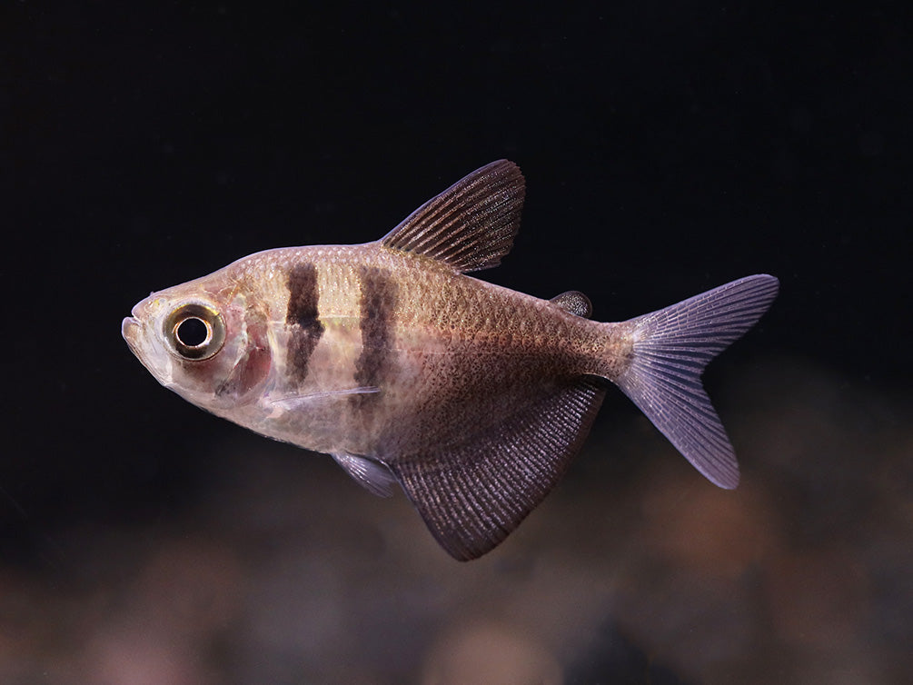 Black Skirt AKA Black Widow Tetra (Gymnocorymbus ternetzi), Tank Bred