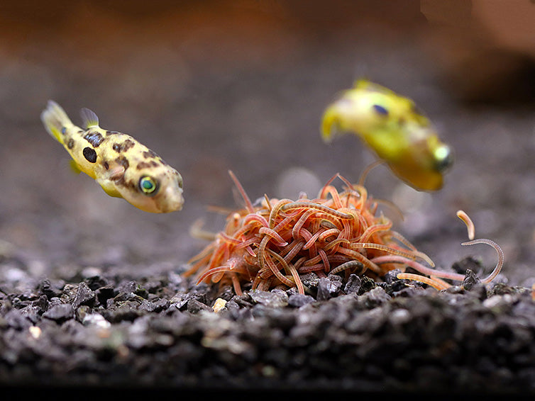 Live Blackworms (Lumbriculus variegatus)