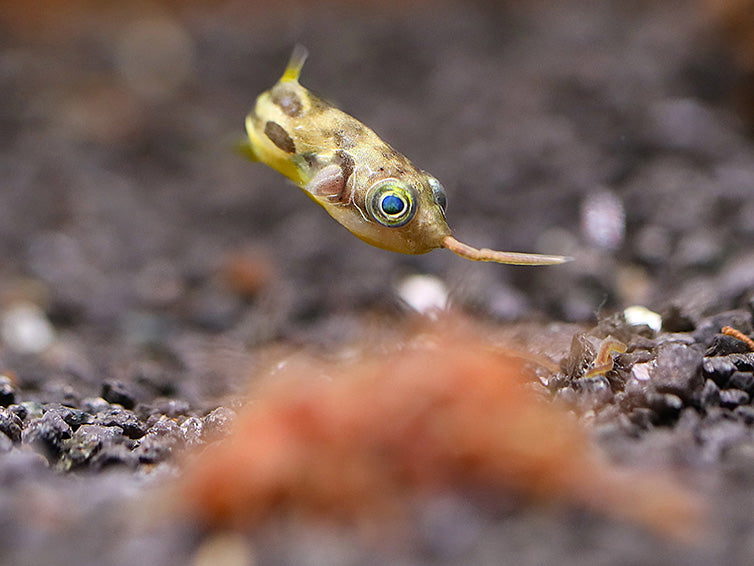 Live Blackworms (Lumbriculus variegatus)