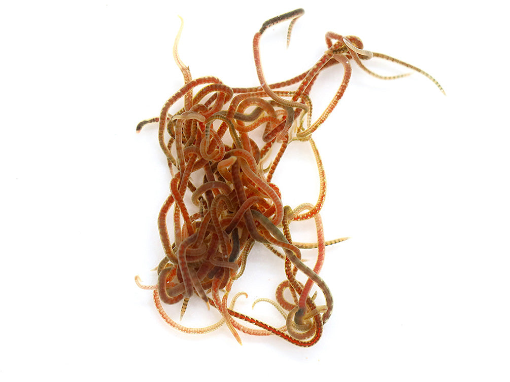 Live Blackworms (Lumbriculus variegatus)