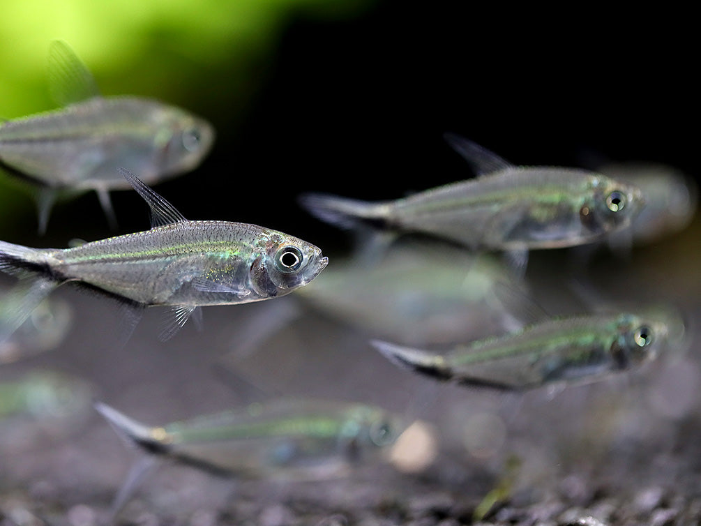 Blackline Tail Tetra (Moenkhausia costae) – Tank Bred – Aquatic Arts