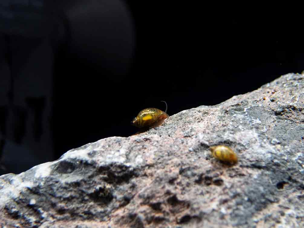 Freshwater Live Food Variety Pack – Blackworms & Bladder Snails