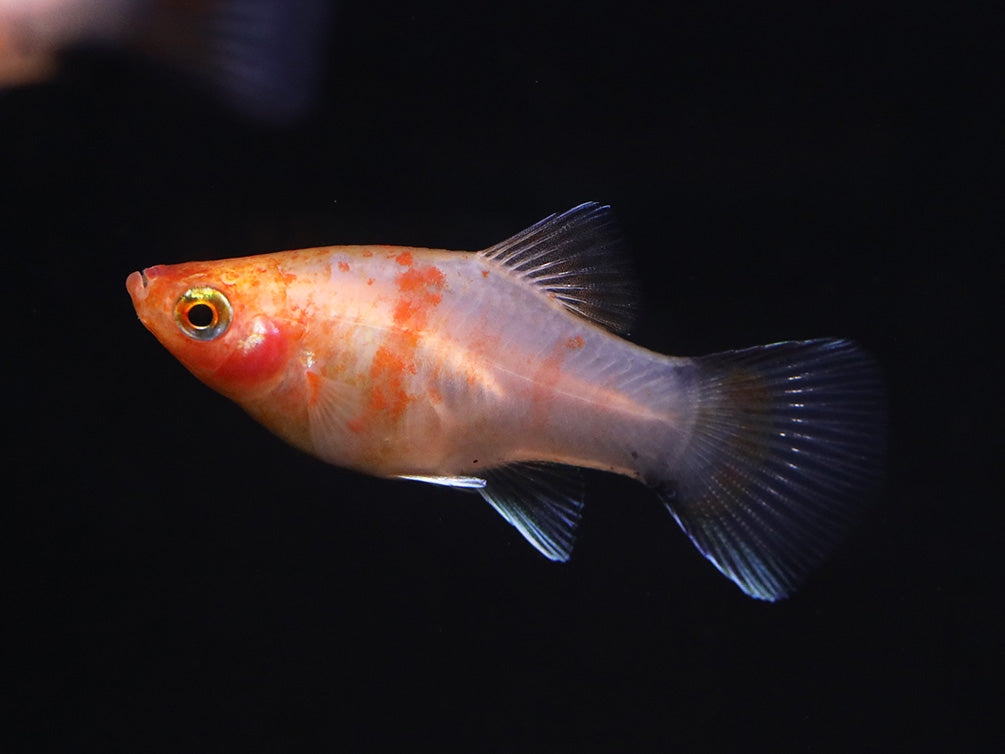 Bleeding Heart Tiger Platy (Xiphophorus maculatus hybrid) – Tank Bred