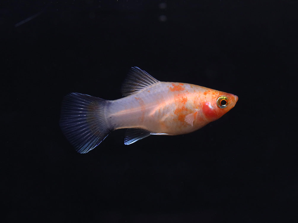 Bleeding Heart Tiger Platy (Xiphophorus maculatus hybrid) – Tank Bred