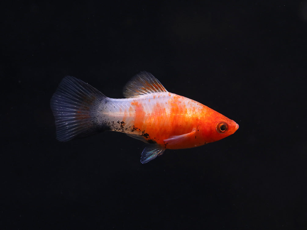 Bleeding Heart Tiger Platy (Xiphophorus maculatus hybrid) – Tank Bred