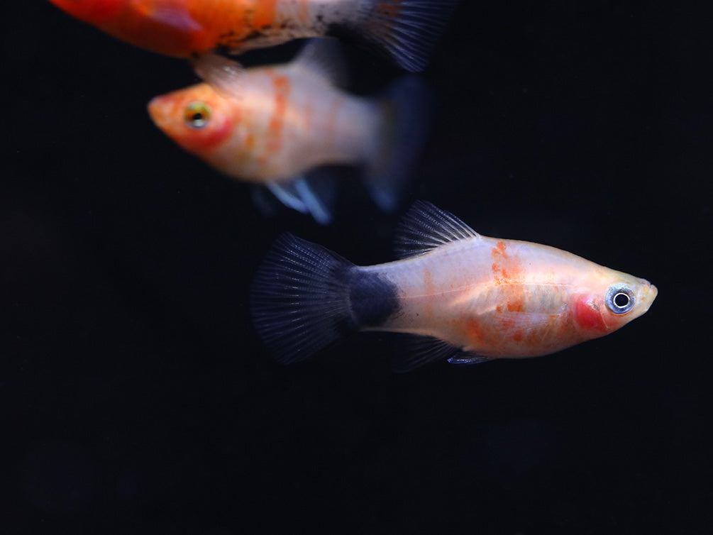 Bleeding Heart Tiger Platy (Xiphophorus maculatus hybrid) – Tank Bred