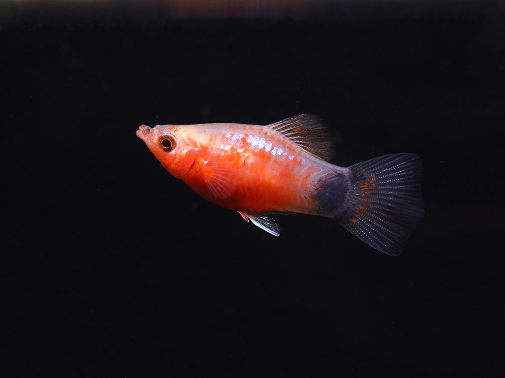 Bleeding Heart Tiger Platy (Xiphophorus maculatus hybrid) – Tank Bred