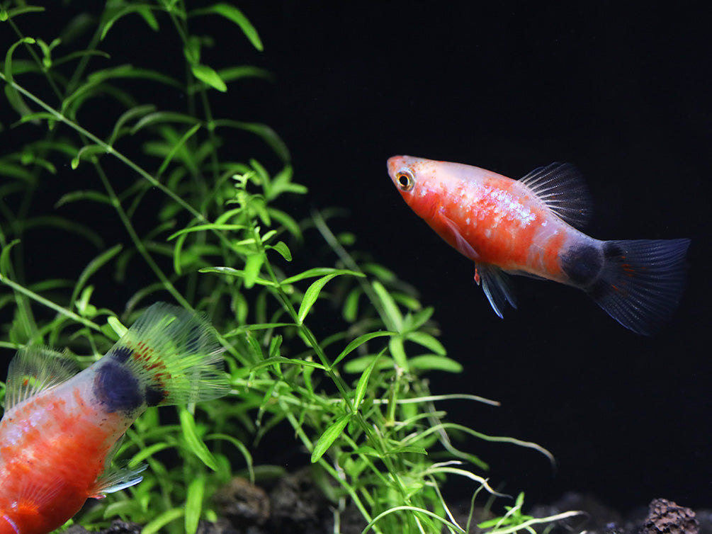 Bleeding Heart Tiger Platy (Xiphophorus maculatus hybrid) – Tank Bred