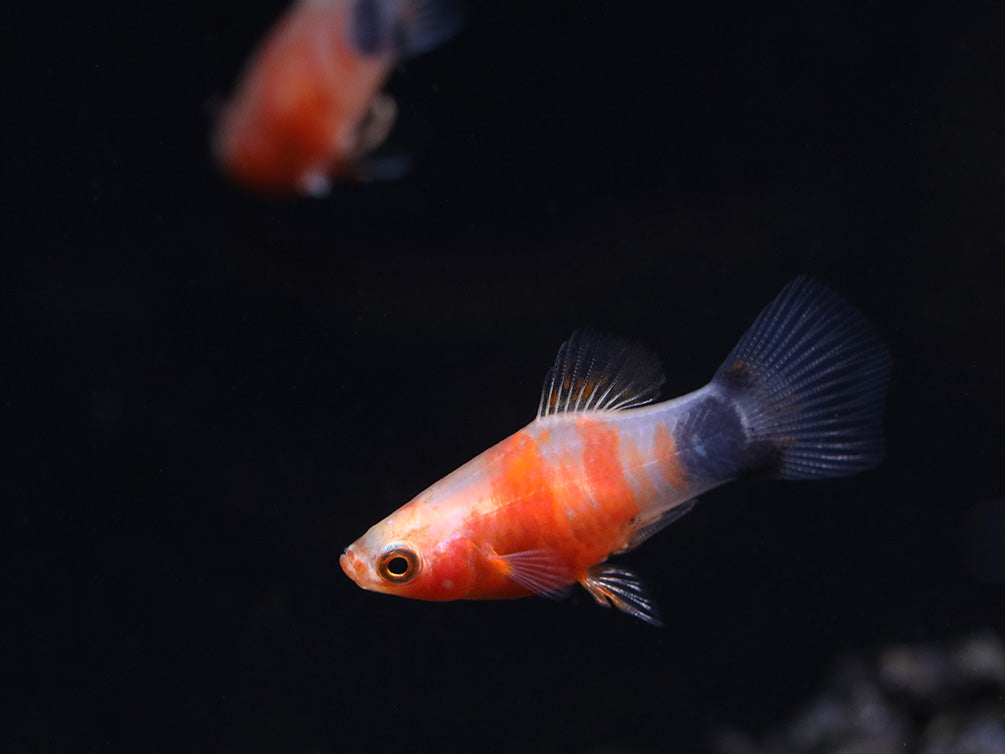 Bleeding Heart Tiger Platy (Xiphophorus maculatus hybrid) – Tank Bred