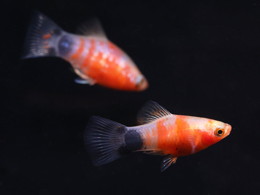 Bleeding Heart Tiger Platy (Xiphophorus maculatus hybrid) – Tank Bred